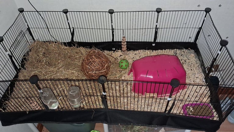 2 Guniea pigs and enclosure