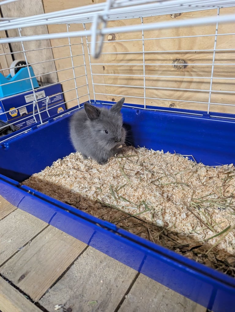 Baby lion head rabbits 
