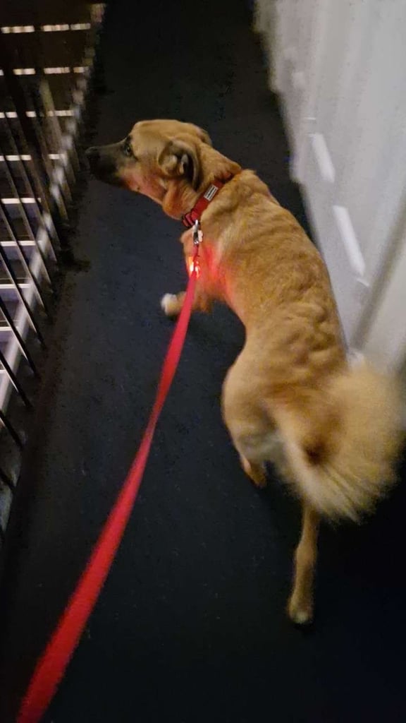 Urgent rehoming