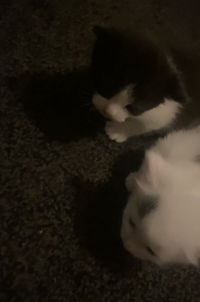 image for 8 week old kittens 