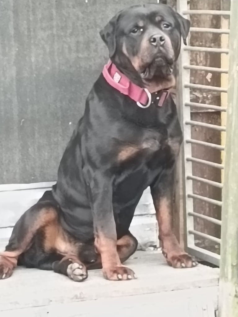 Rotty dog