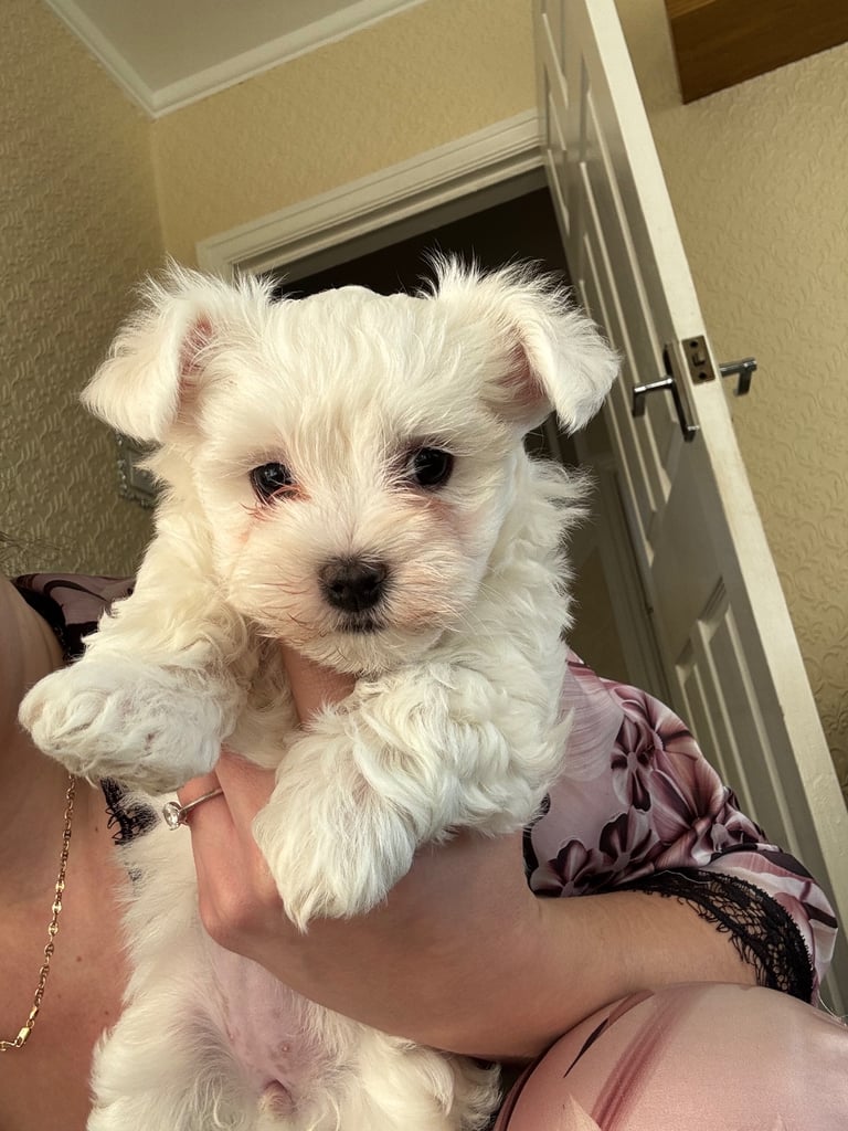 image for Maltese Puppy