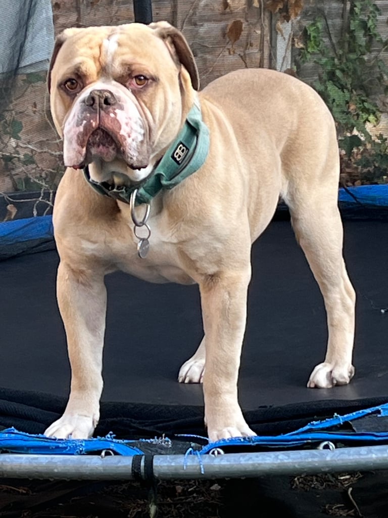 Old english bulldogge
