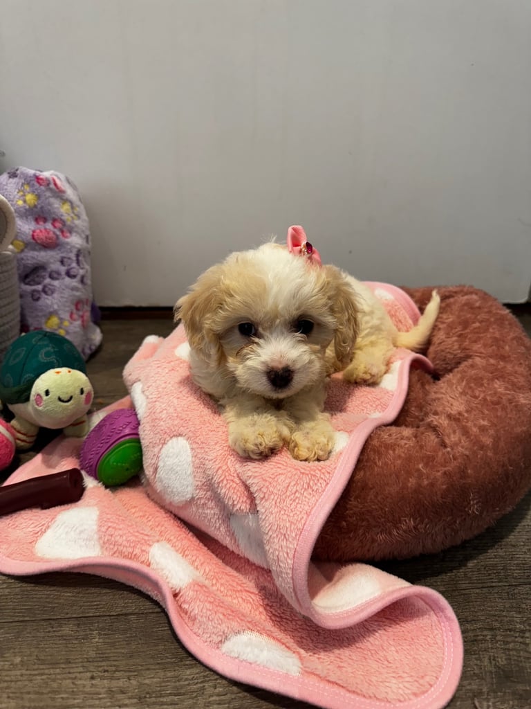 Puppy cockapoo 9 weeks old 