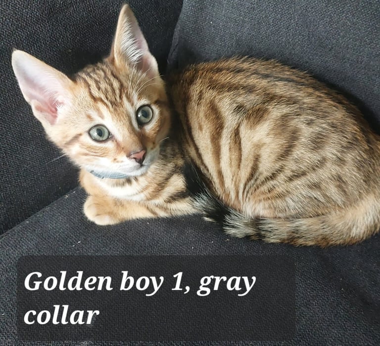Bengal cross kittens (new lowered price)