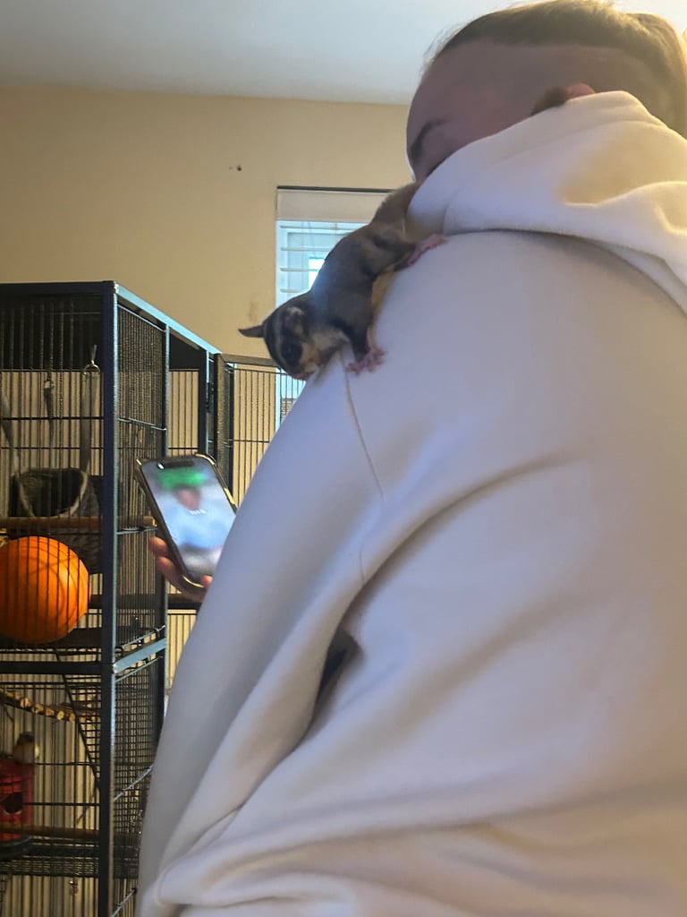 2 male sugar gliders