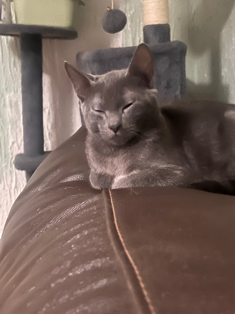 Kittens for sale 