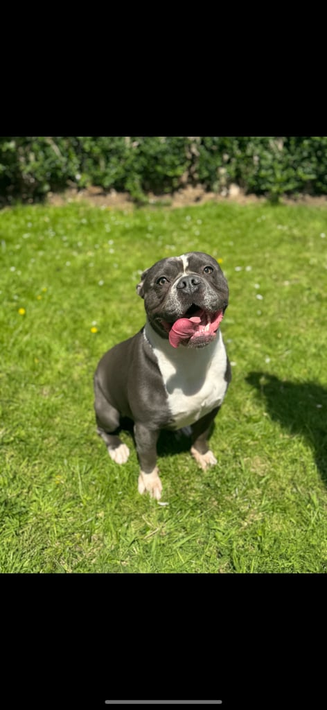 French and english bulldog 
