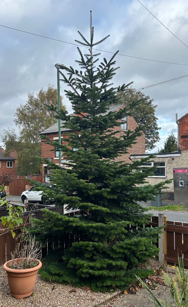 Real Christmas tree 14ft