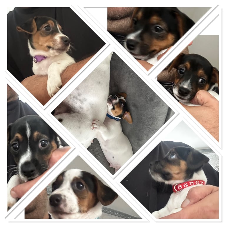 🐶Beautiful Jack Russel 🐶 