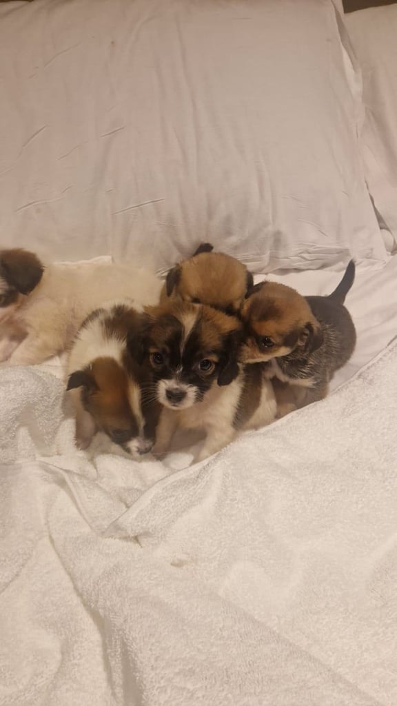 image for Chihuahua puppies