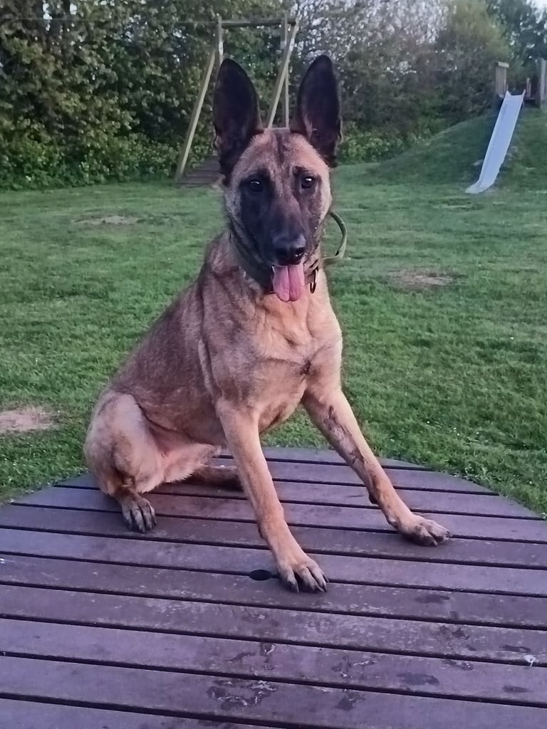 Belgian mallinois 