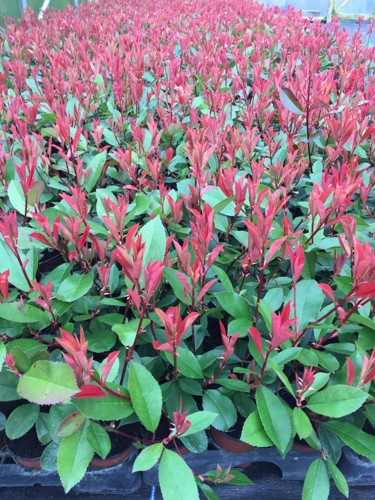 image for 10 Photinia Red Robin Hedging 30-45cm Evergreen Plants Supplied In 10cm Pots