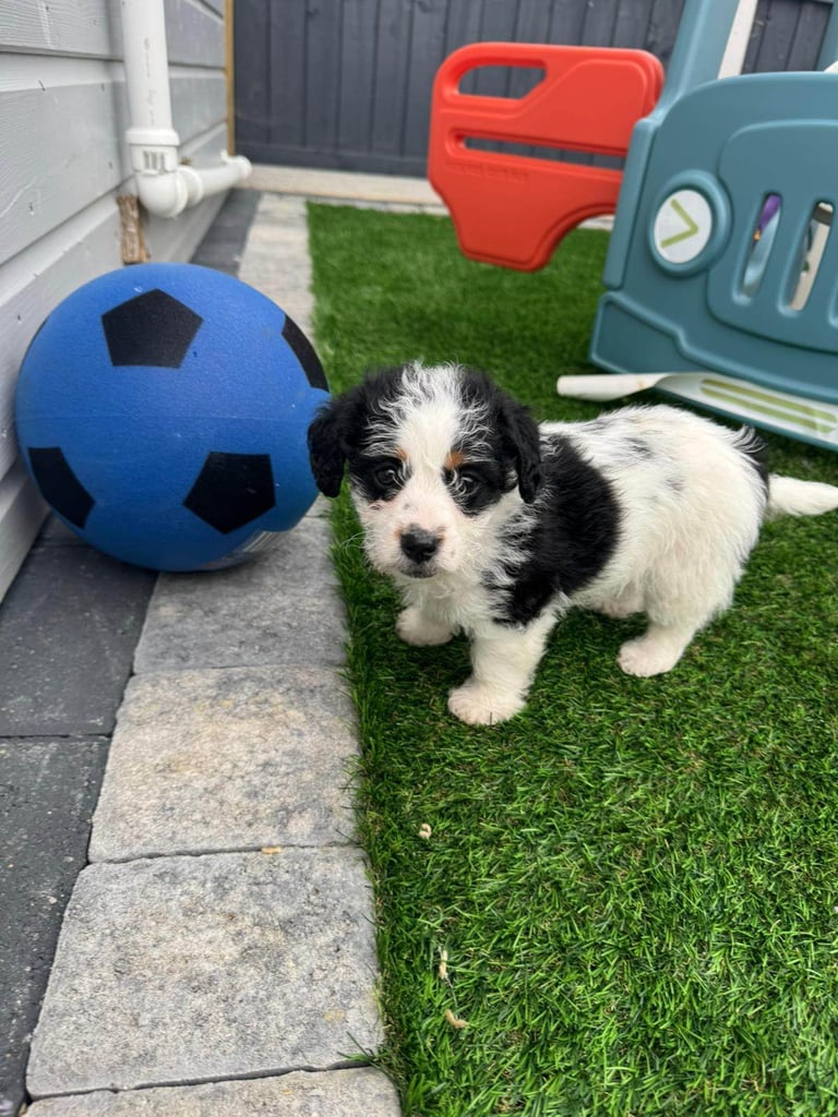 Jackapoo Puppys 