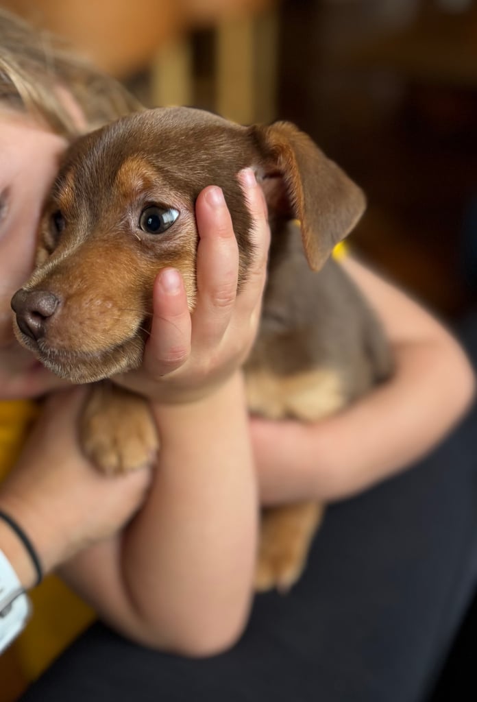 image for Chocolate Jack Russell pups 