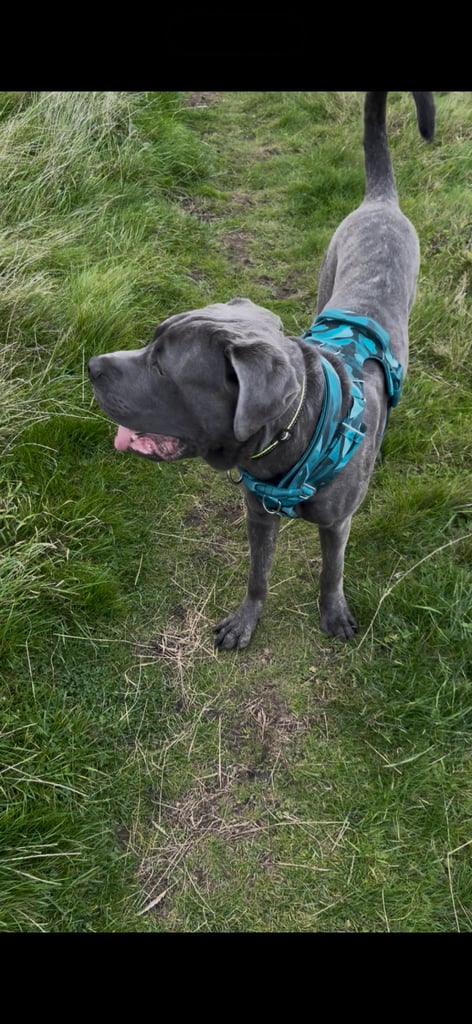 7 months Male Cane Corso Puppy