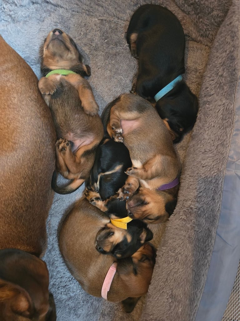 Miniature Dachshunds Seeking Forever Homes 