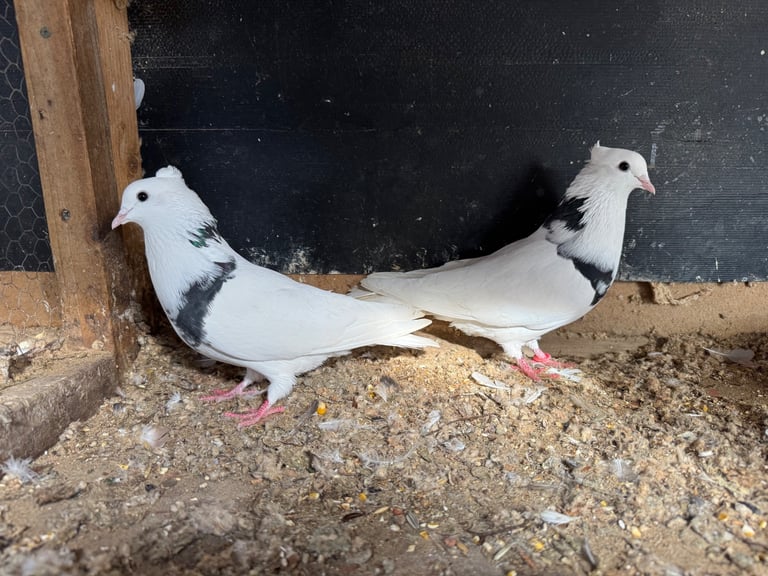 Iranian Pigeons For Sale