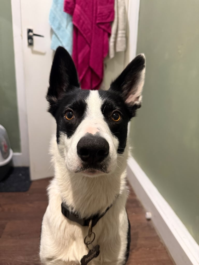 Short haired border collie 