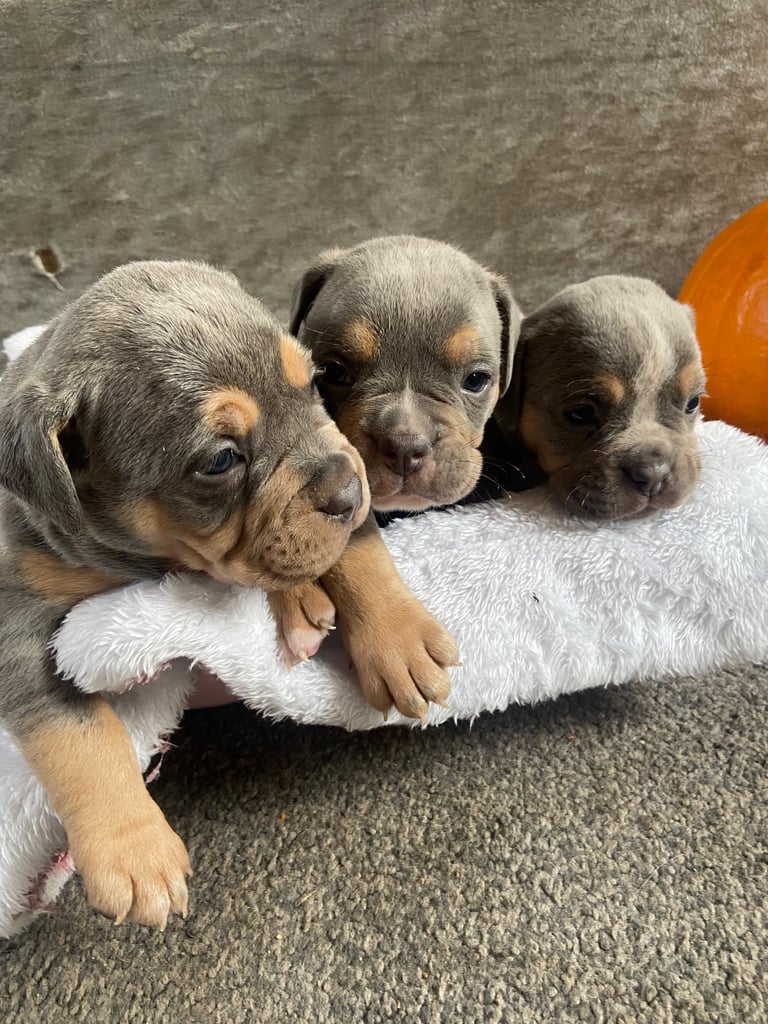 image for N.E.B.B.R. FLUFFY CARRIERS OLDE TYME BULLDOGS 