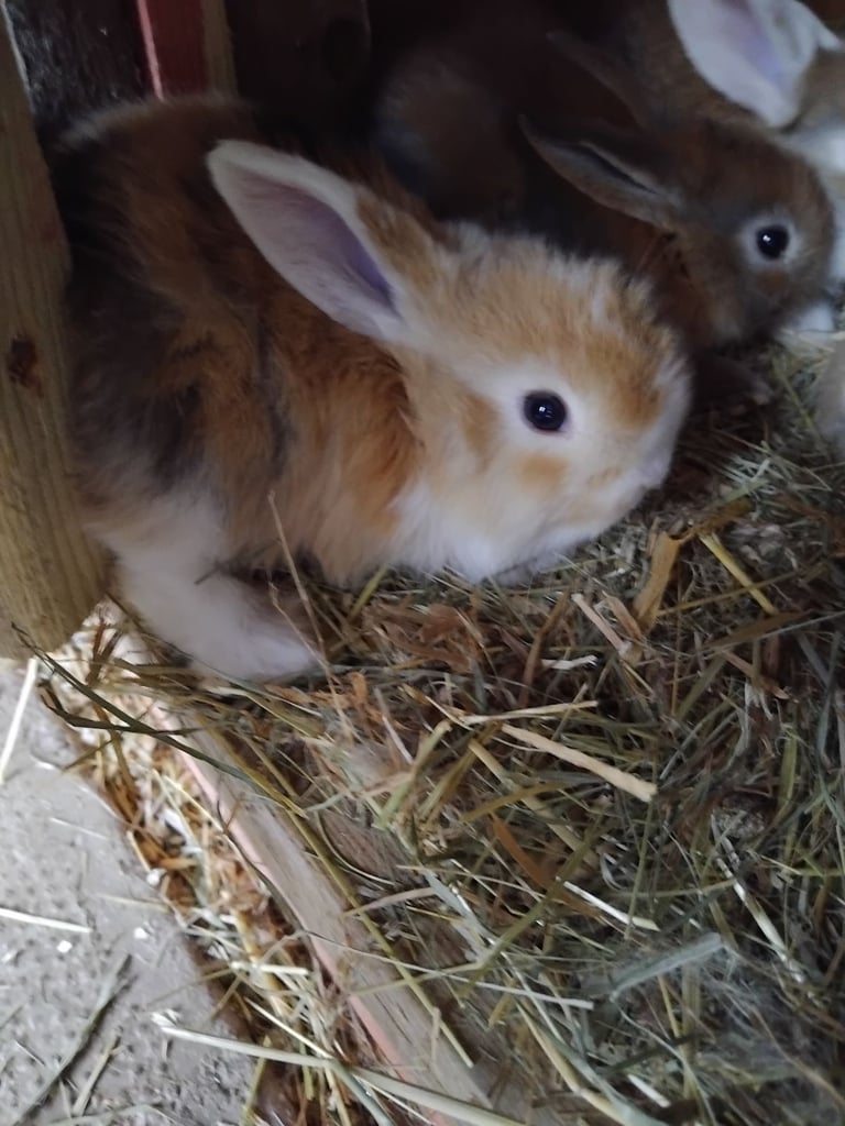 Baby mini lops