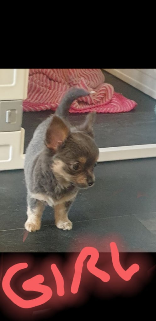 Long haired chihuahua puppys £1100