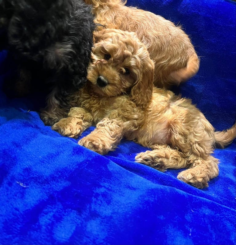 Cockapoo puppy's 
