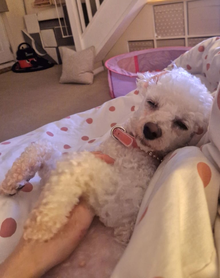 Bichon Frise 4 Years Old