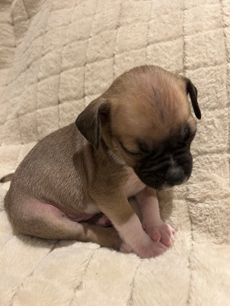 Puppies for sale
