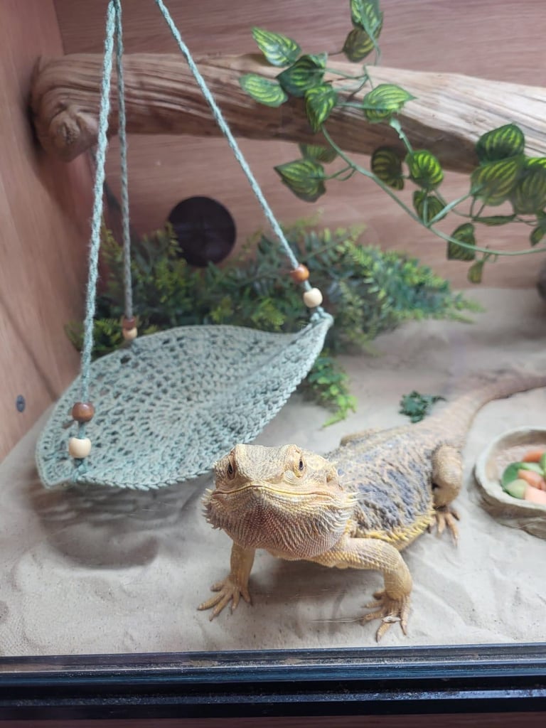 image for Bearded dragon 