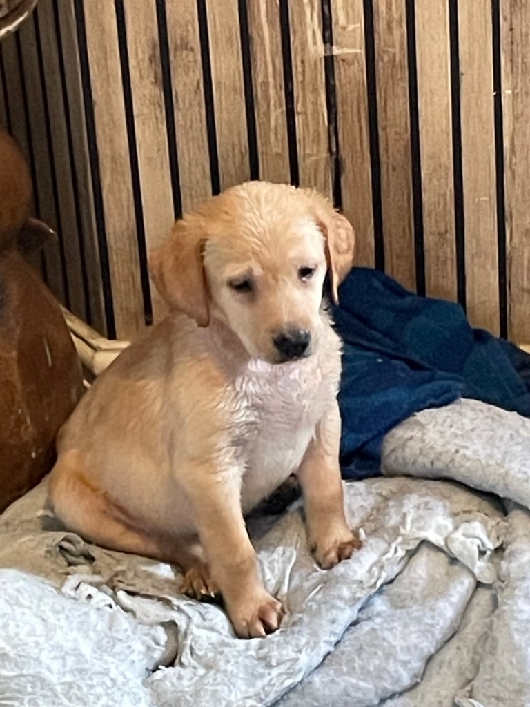 Labrador puppies last girl 