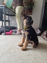 German Shepherd KC registered pedigree Puppy
