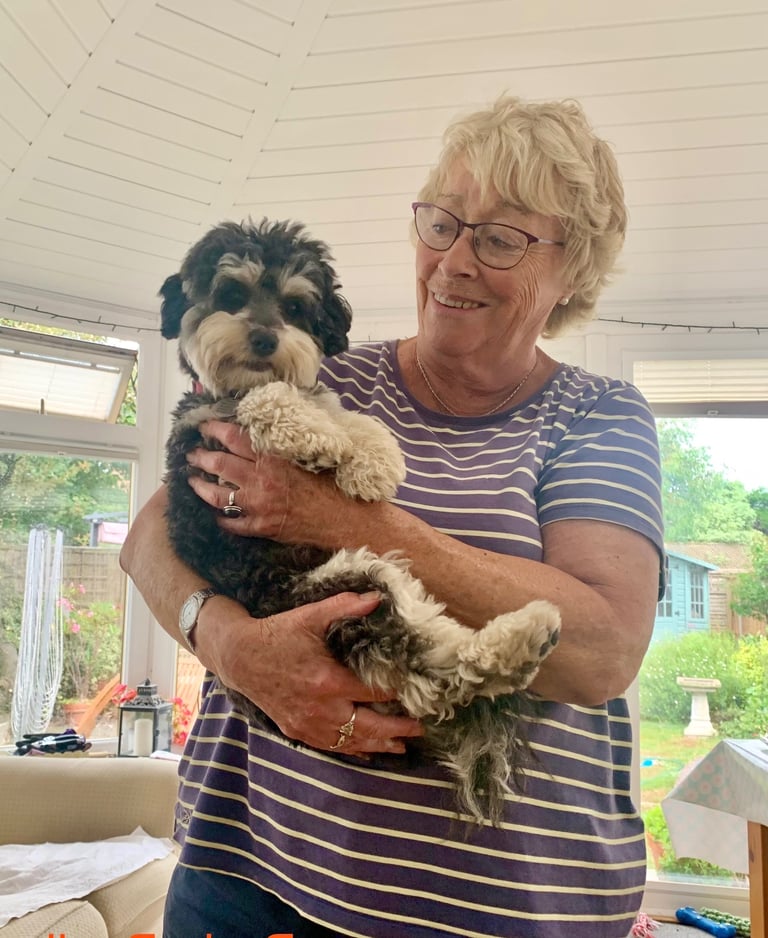 Exquisitely Cute Toy Teddy Maltipoo Puppies