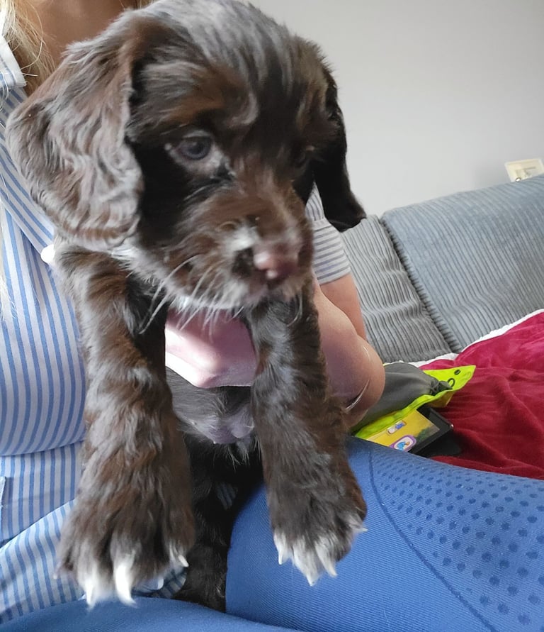 Cocker Spaniel Pup