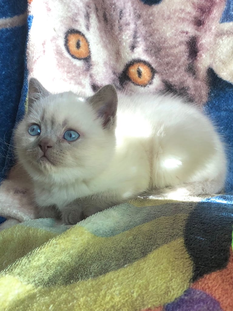 Gorgeous Colourpoint BSH kittens 