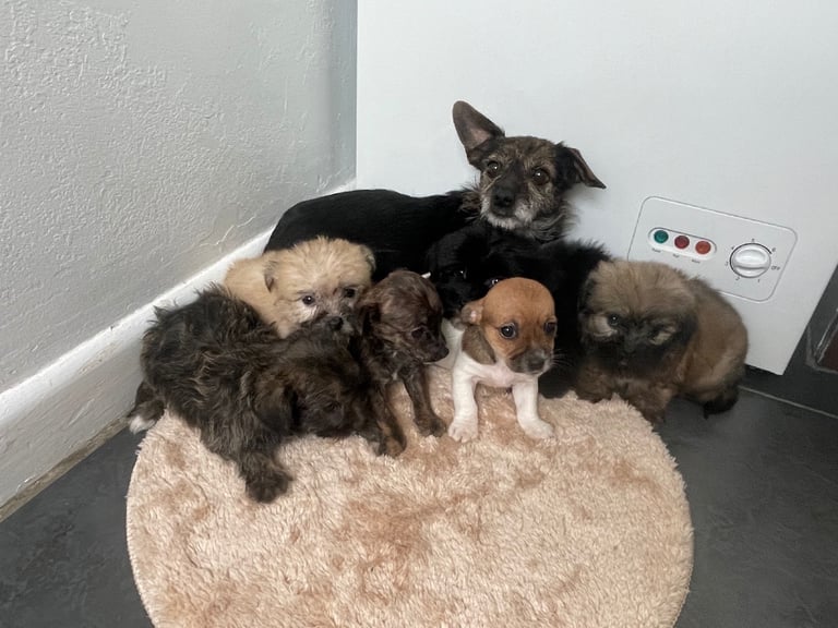 Beautiful Jack-Tzu puppies in Derby