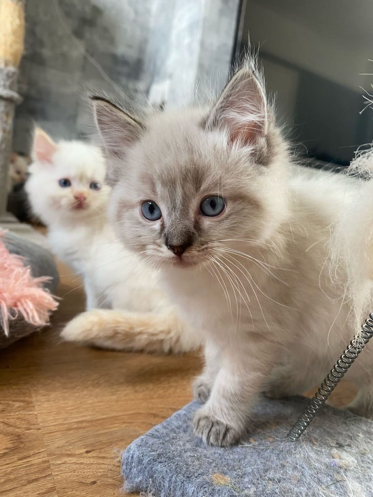 5 gorgeous ragdoll kittens 