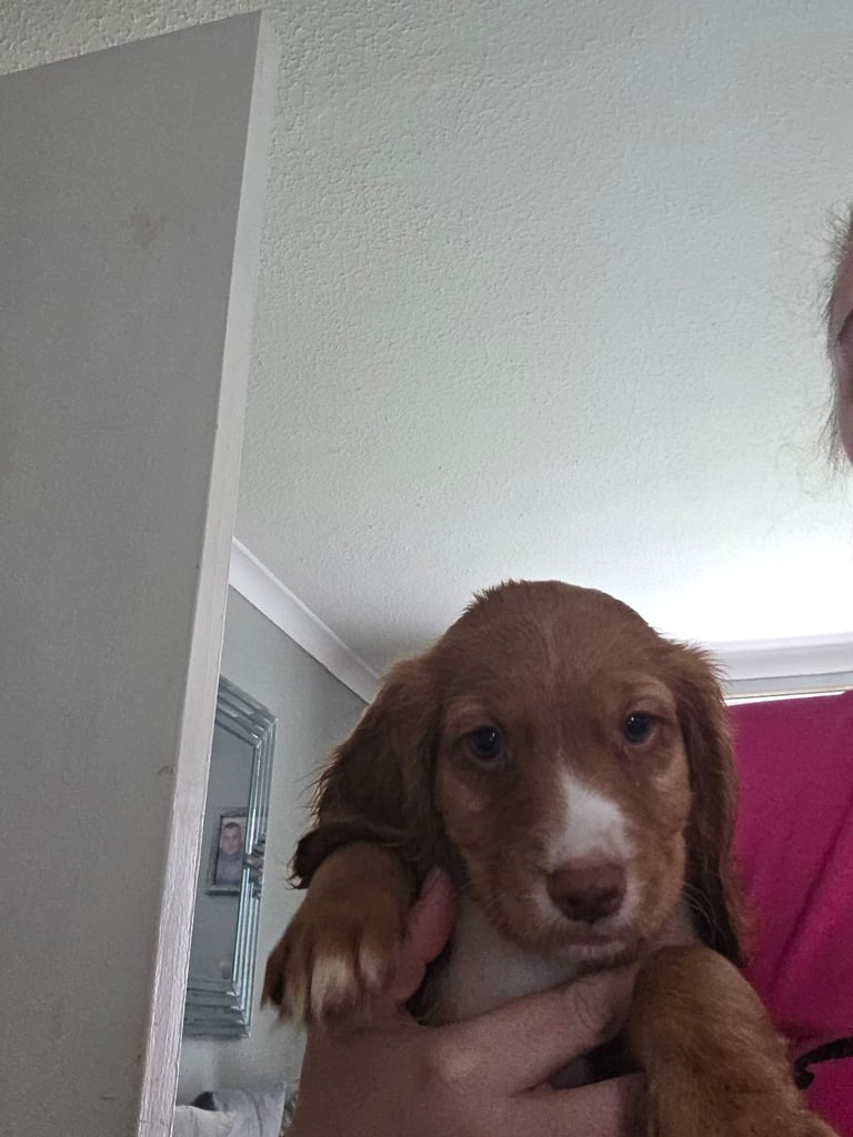 Gorgeous cocker spaniel 