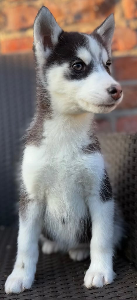 Siberian husky puppies 