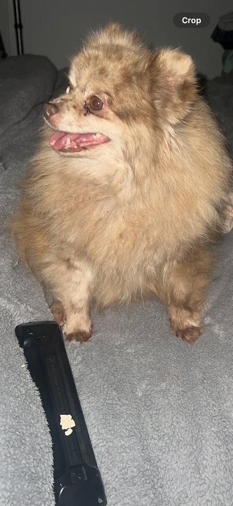 Pomeranian girl and boy puppys
