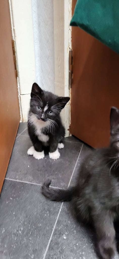image for Kitten for sale
