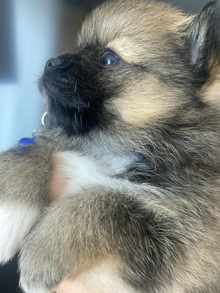 Pomeranian puppies 