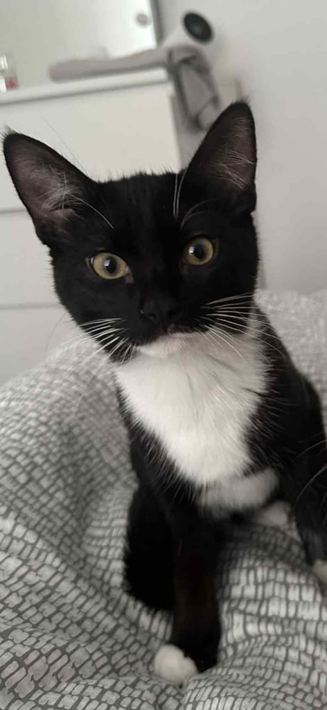 X2 male kittens looking for forever home 