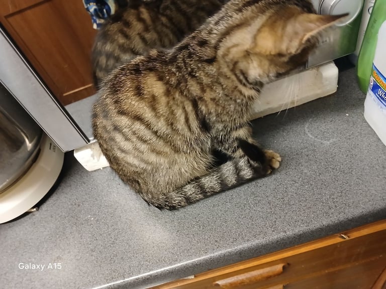 Bengal kittens male females available