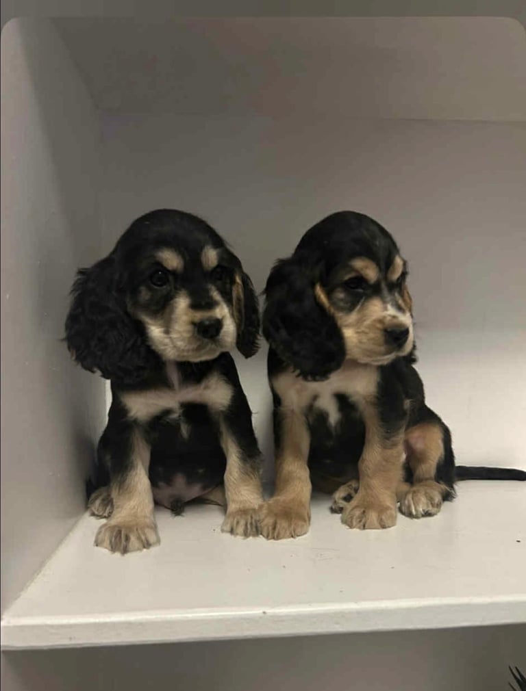 beautiful cocker spaniel 