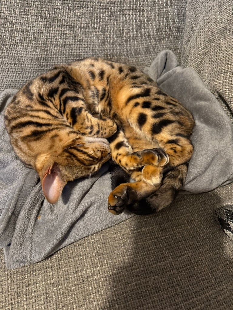 Bengal cat 