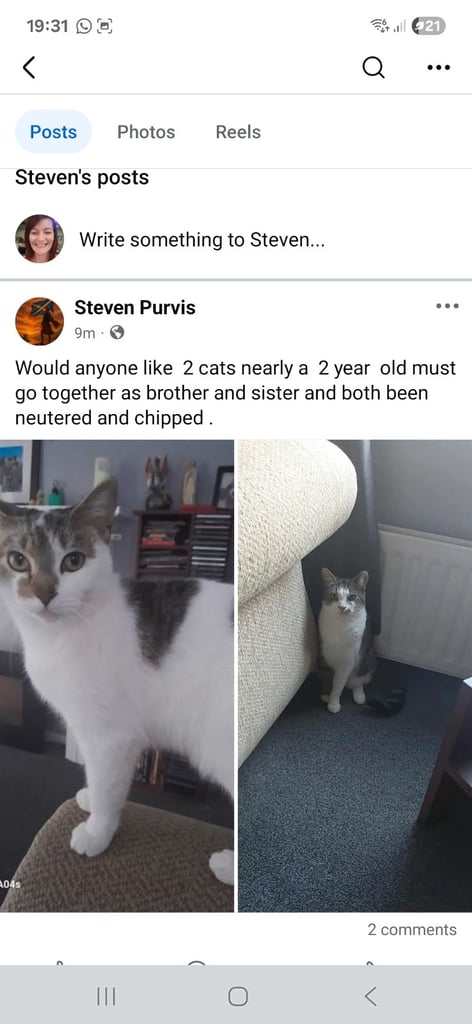 2 cats brother in sister 
