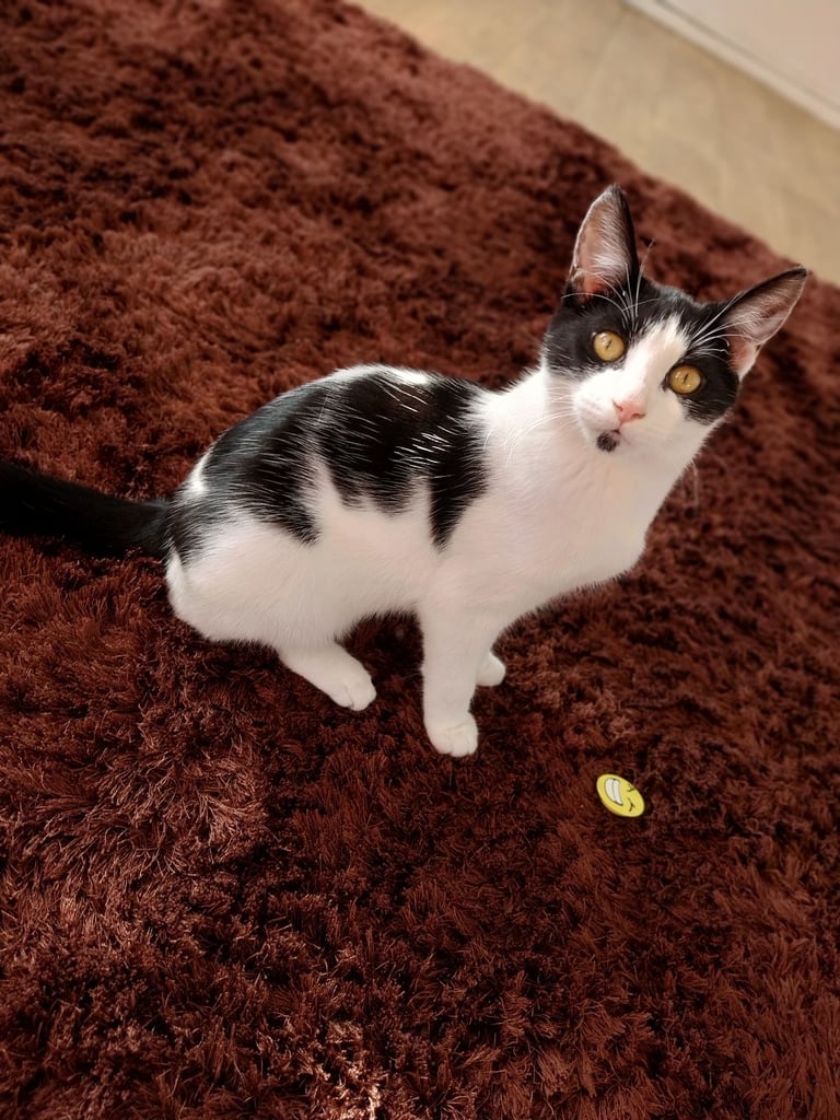 Kitten