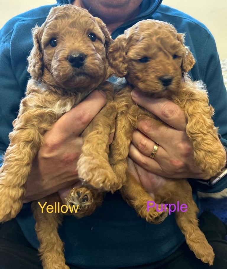 Adorable mini/toy F1b goldendoodle puppies. 