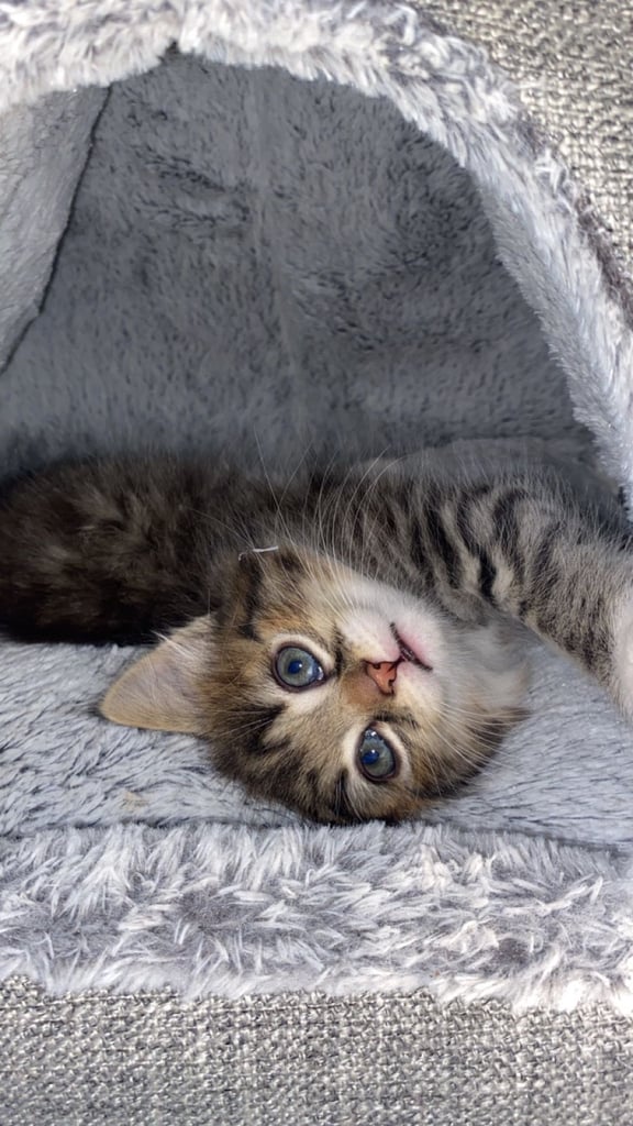 Adorable Kitten Ready For A New Home 🏡 